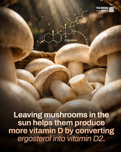 Mushrooms naturally contain a compound called ergosterol that can turn into  vitamin D when exposed to sunlight. When placed in direct sun, especially  around midday, their vitamin D levels can increase significantly.
