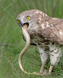 Within its widespread range across the indian subcontinent, southeast asia and east asia. An Eagle Eating A Snake Interestingasfuck