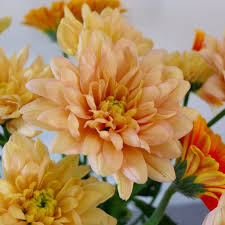 Maybe you would like to learn more about one of these? Chrysanthemum Meaning Origins And Other Interesting Facts