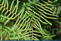 Image result for Gleicheniaceae