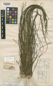 Image result for Isoetes welwitschii