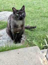 ワンニャン写真コンテスト - どうぶつ基金