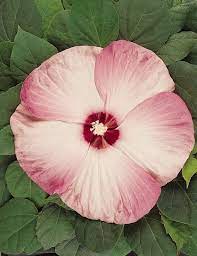 Hibiscus Luna Pink Swirl Zone 5 9 Flowers Large Dinner Plate Sized Blooms White With Pink Edge And Red Hibiscus Plant Hardy Hibiscus Hardy Hibiscus Plant