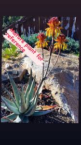 Image result for Aloe aculeata × globuligemma