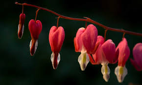 Together for each of these colors is that they are positive, they are special energy, they are happy; Bleeding Heart Flower Dicentra Spectabilis Care