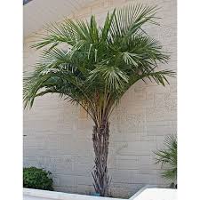 Image result for Syagrus