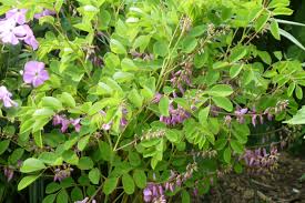 Image result for Indigofera simplicifolia