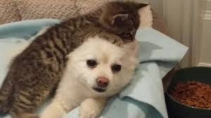 Rescued Kitten Loves Pomeranian Dog Kitten Rescue Kitten Love Pomeranian Dog