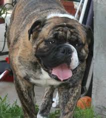 Valley bulldog's origin, price, personality, life span, health, grooming, shedding, hypoallergenic collection of all the general dog breed info about valley bulldog so you can get to know the breed. Are You Wondering About The Valley Bulldog Find Out About This Dog