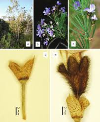 Image result for Psoralea