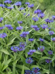Image result for Centaurea praecox