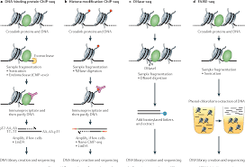 This problem turns out to be surprisingly difficult, even in simple pairwise comparisons, because of. Figure 1 From Chip Seq And Beyond New And Improved Methodologies To Detect And Characterize Protein Dna Interactions Semantic Scholar