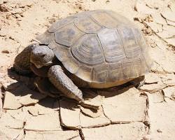 Imagen de Tortuga del desierto