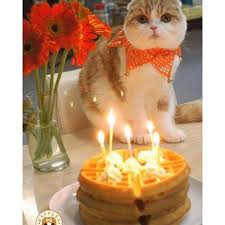 Wow gemes inilah gambar anak kucing yang lucu dan imut. Happy Birthday Cat Cutecat Persiancat Anggora Kucing Cute Kawai Persia Lucu Imut Likeforlike Lfl Fff Beauty Sweet Birthday Candles Cats Candles