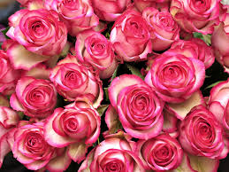 10323 viewswhite flowers, plum blossoms, spring. Wallpaper Many Pink Rose Flowers Bouquet 1920x1440 Hd Picture Image