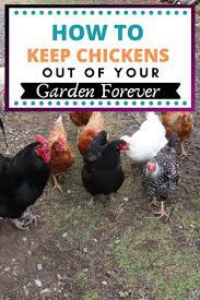 How To Keep Chickens Out Of Your Garden When You Free Range Chickens Keeping Chickens Chickens Backyard