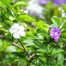 Image result for Brunfelsia pauciflora