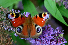 Watching a monarch butterfly flying around from flower to flower on an unusually windless day on the boardwalk in atlantic city, new jersey. Wallpaper Sunlight Leaves Flowers City Creature Red Purple Peacock Closeup Insect Green Yellow Camera Blue Brown Wildlife Magic Sun Orange Petals Nikon Sunny Bright Bug Head Sharp Moth Sharpness Focus Light