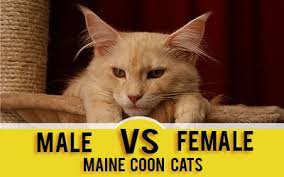 In some ways male and female cats follow the same stereotype as male and female humans. Male Vs Female Maine Coons Picking The Gender Maine Coon Guide