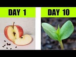 Pin On Seeds