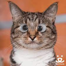 Eyes Funny Gif Eyes Funny Cat Discover Share Gifs Funny Gif Funny Cats Cats