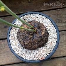 Image result for Neorautanenia mitis