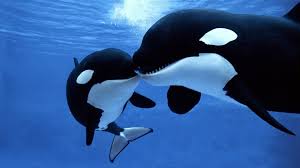 Erlebt mit uns die faszination des tauchens! Orcas Schlaue Teamplayer Br Wissen