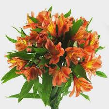 We did not find results for: Orange Flowers Wholesale Bulk Flowers Blooms By The Box