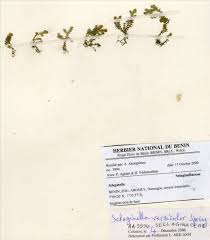 Image result for Selaginella versicolor