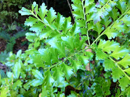 Image result for Phyllocladus trichomanoides