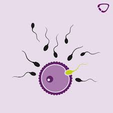 Etwa zwölf tage nach der befruchtung ist der vorgang der nidation (implantation) abgeschlossen. Einnistung Der Eizelle Endlich Schwanger Cyclotest