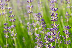 Common knapweed or hardheads is a colourful meadow wild flower plant of the thistle family. Spikes Of Purple Flowers In Bud Coming Into Bloom Backgrounds Textures Indivstock