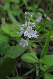 Image result for Scrophulariaceae