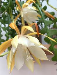 There is nothing that can help a cactus with poor health to bloom. Plant Profile Fishbone Cactus Epiphyllum Anguliger Green Rooms Market