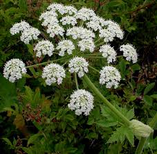 Image result for Heracleum