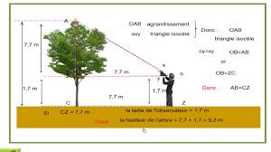Estimation De La Hauteur D Un Arbre Youtube