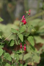 Image result for Streptocarpus buchananii