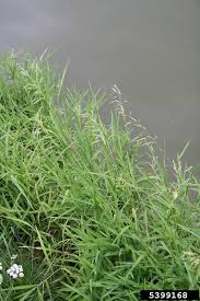 Image result for Leersia