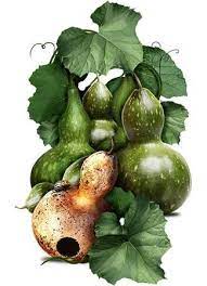 Bottle Gourd Birdhouse Gourd Seeds Lagenaria Siceraria Gourds Seeds Gourds Birdhouse