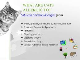 When people come into contact with a cat to which they are sensitive, they may experience a wide range of symptoms, from eye irritation and swelling, or minor sniffling and sneezing, to potentially. Cat Allergies Symptoms Diagnosis Treatment Prevention