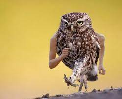 Owl Arms Funny Birds Owl Pictures Owl
