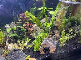 Image result for Nesaea pedroi