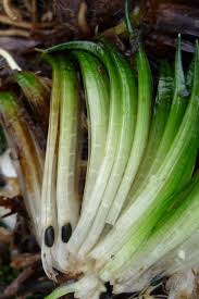 Image result for Isoetes