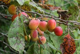 (meer dan 1.000 relevante resultaten). Nature Walk Wild Plum Iowa Natural Heritage Foundation