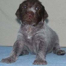 No wirehaired pointing griffon's were found in the for sale catergory. Puppyfind Wirehaired Pointing Griffon Puppies For Sale