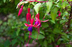 Fuchsia Genii Fuchsia Plant Hanging Flower Baskets Fuchsia