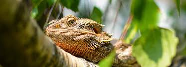 Check spelling or type a new query. Bearded Dragon Setup Cages Tank Decor Petsmart