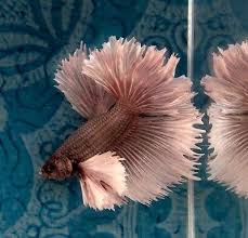 Pin On Beautiful Betta Fish
