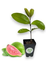 Image result for Psidium guajava