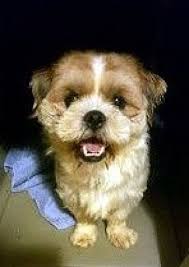 All our shih tzu are very healthy and good with children and other pets and will come with a health certificate and 30 days money back guarantee they are extra pictures and videos. Parker Co Shih Tzu Meet Teddy A Pet For Adoption